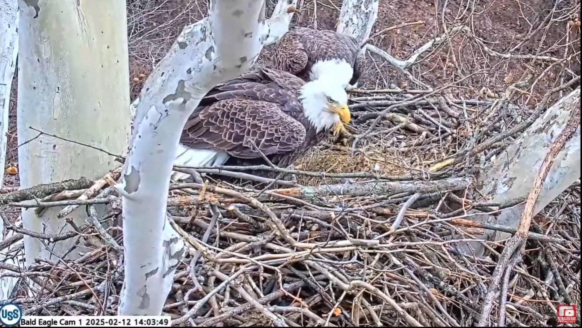 Soaring Into Nesting Season Updates From Our Bald Eagle Cams PixCams