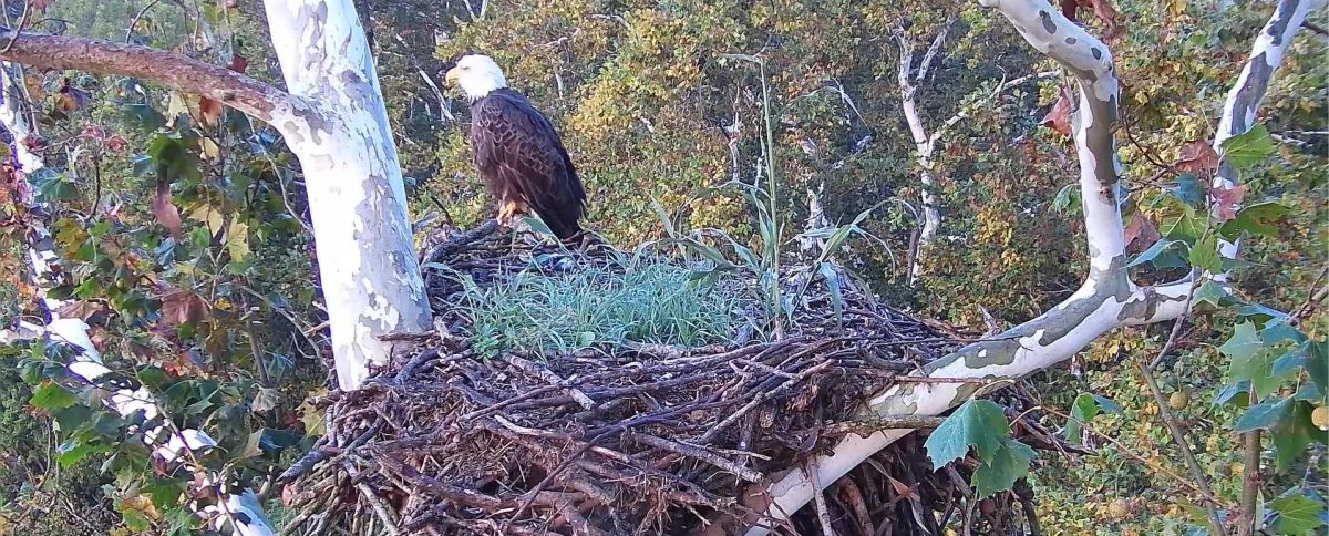 Little Miami Conservancy – New Live Cams!