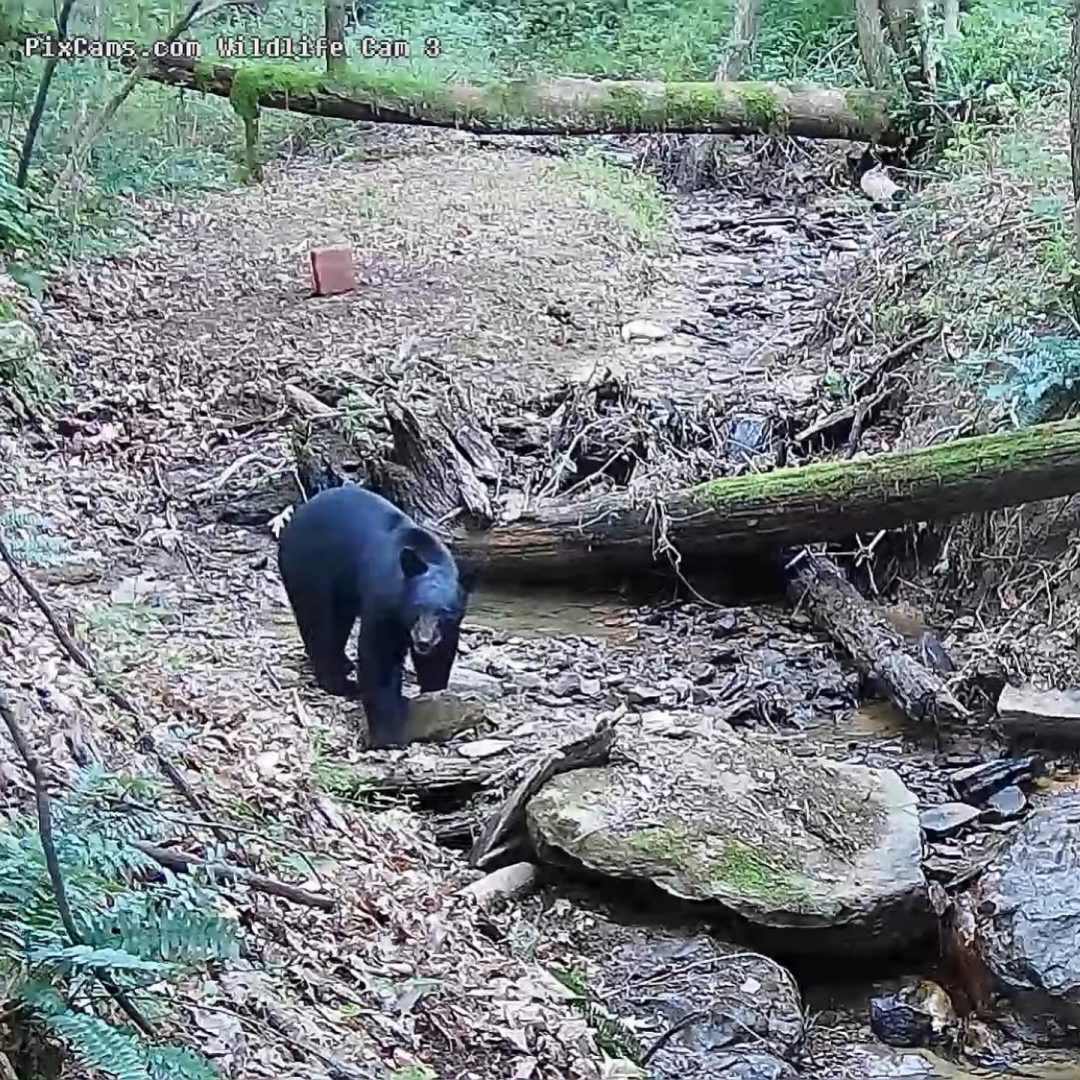 PA Wildlife Cam 3: Stream View – PixCams, Inc.