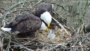 Welcome to the Pittsburgh Hays Bald Eagle Live Streaming Nest Cam Hays