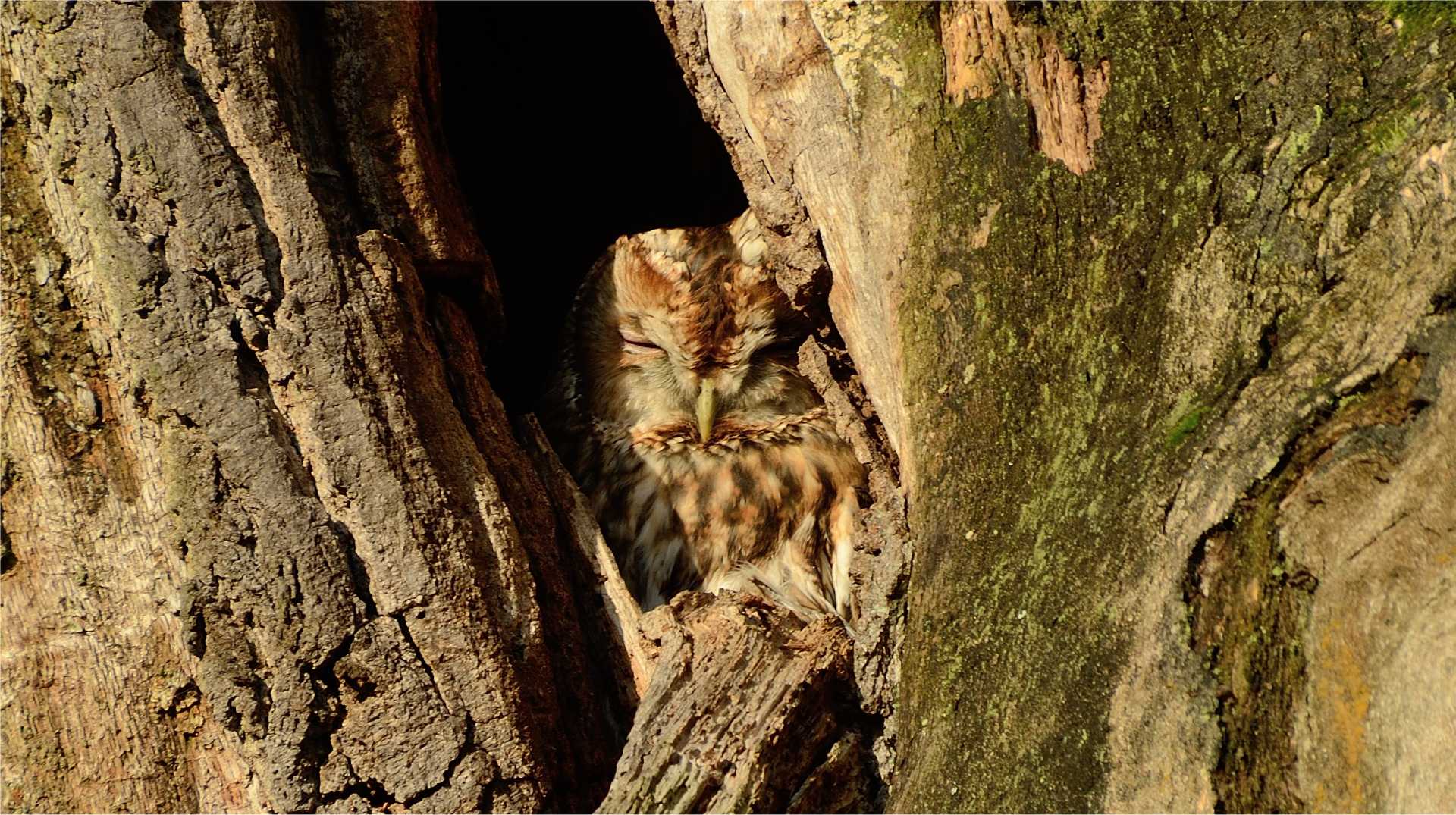 How to Attract the Eastern Screech Owl Tips & Guides PixCams, Inc.