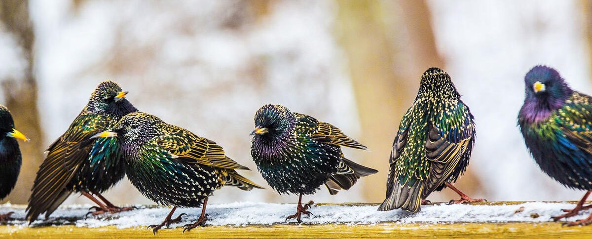 How to get rid of European starlings from your bird feeder