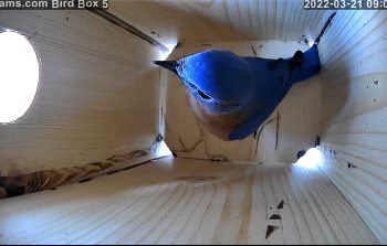 7 Live Streaming Bird Nest Box Cams for 2022!