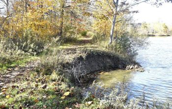 Conversion of Lake to Wetland Habitat Predicted to Provide Habitat for Rails