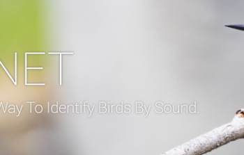 New Bird Sound ID for PixCams Live Streams