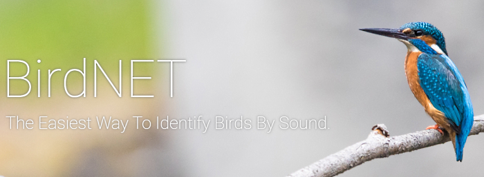 New Bird Sound ID for PixCams Live Streams