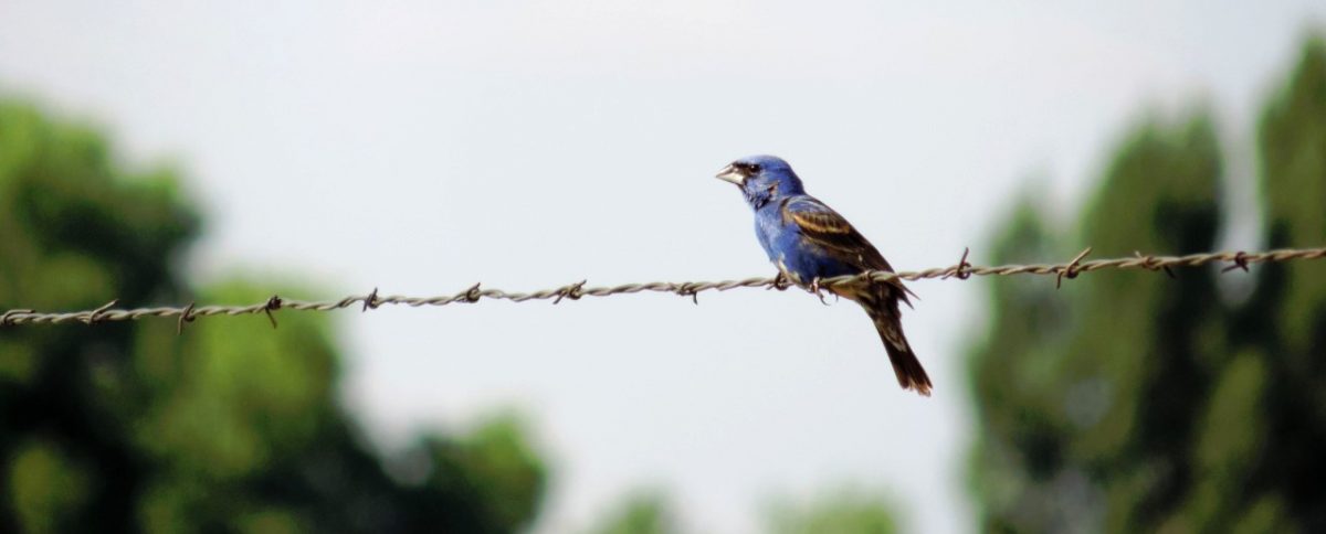 Automated Sound Detection Identified a Blue Grosbeak, but was it Accurate?