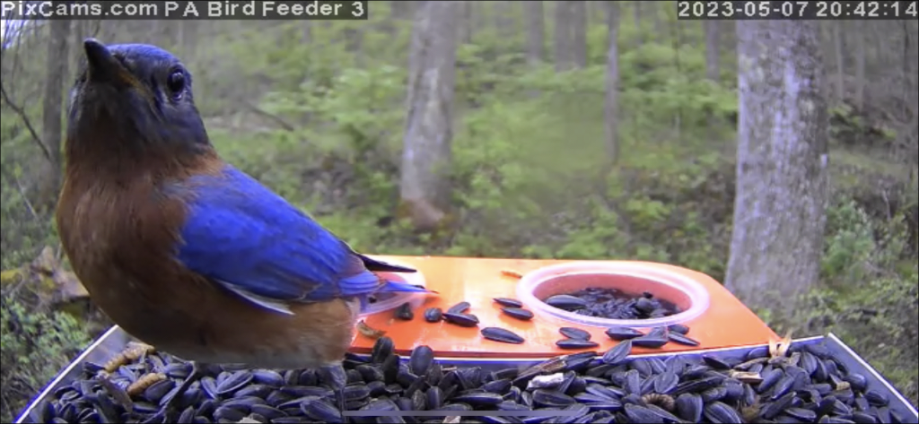 Bluebird on new, custom made, live-stream camera designed for up-close bird viewing.