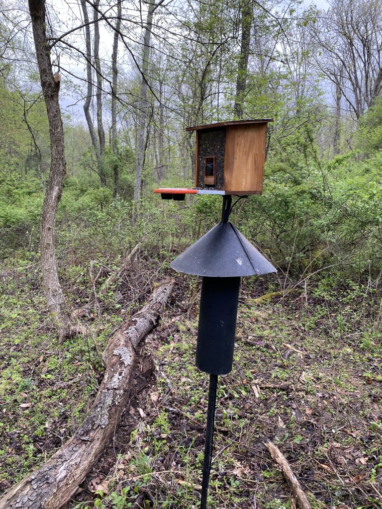Insalled view of new, custom made, live-stream camera designed for up-close bird viewing in pole with baffle.