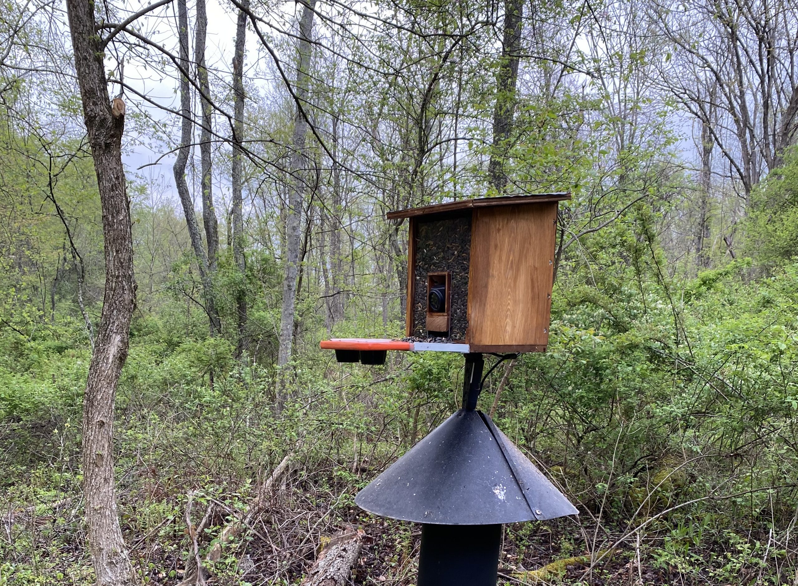 New, custom made, live-stream camera designed for up-close bird viewing.