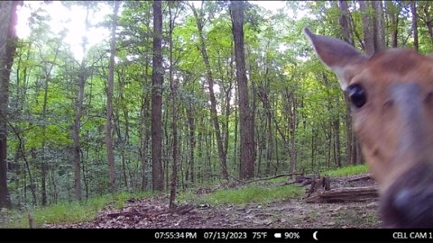 Trail camera photo.