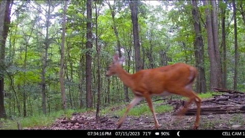 Trail camera photo deer photo.