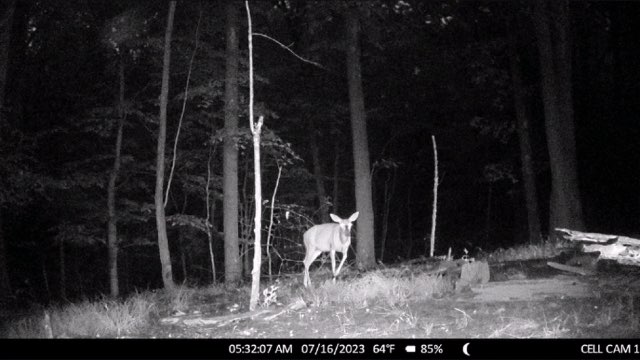 Trail camera photo of deer.