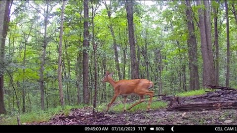 CamPark 4G cellular trail camera deer photo.