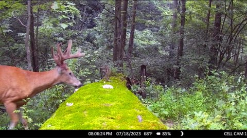 CamPark 4G cellular trail camera deer photo.