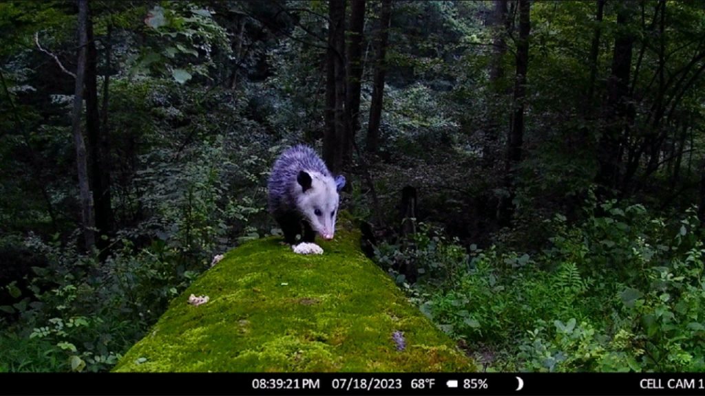 CamPark 4G cellular trail camera opposum photo.