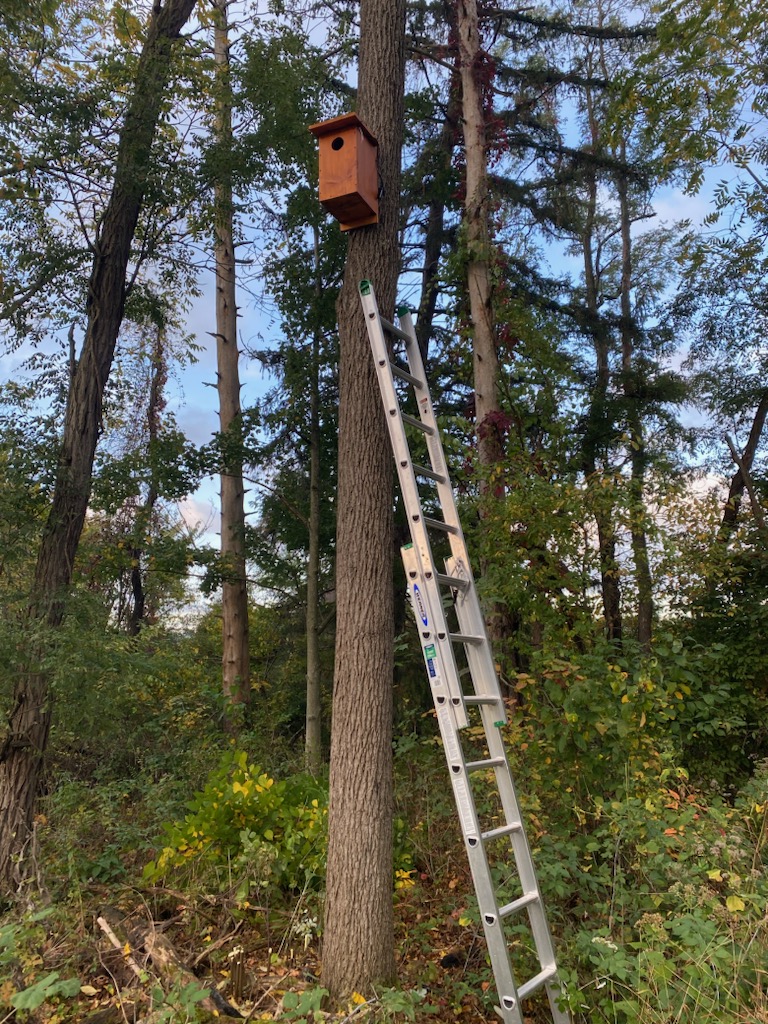 A ladder showing how high the owl box is in the tree.