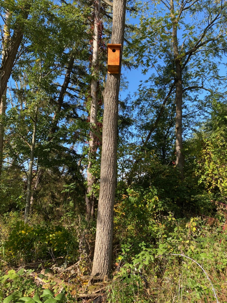 Owl box placed high in a tree.