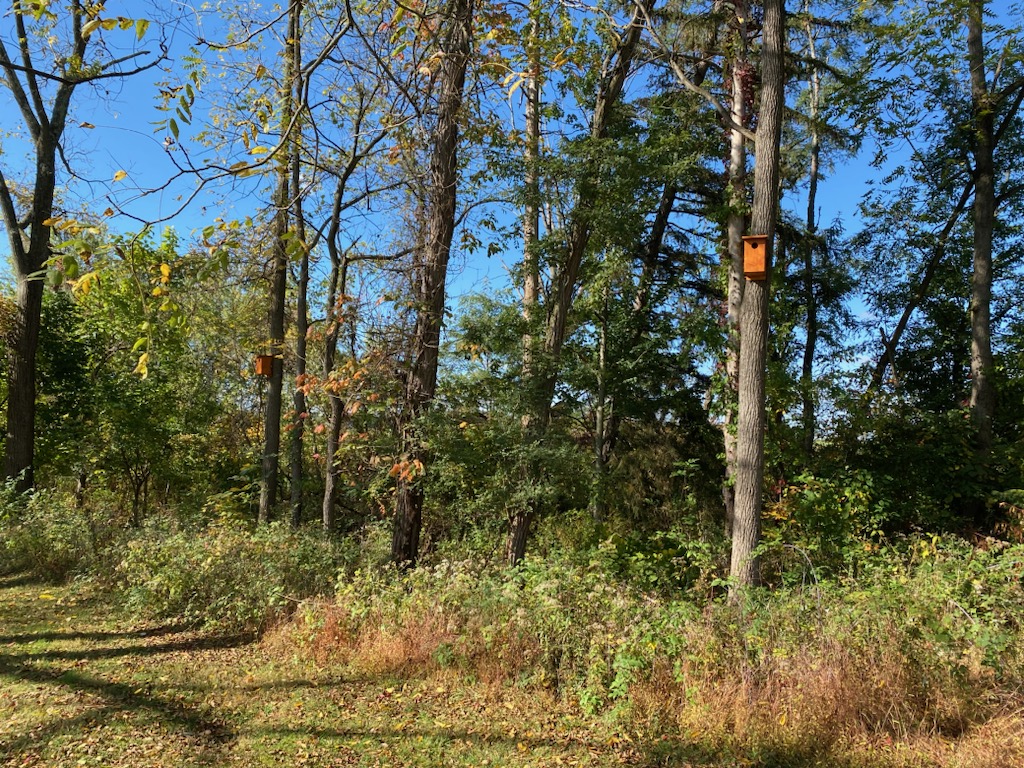 An owl box hanging in a tree near the edge of a field.