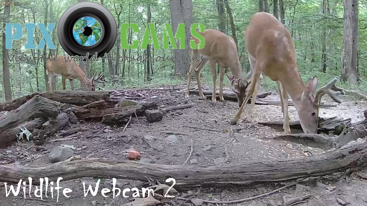 PixCams Live Streaming Wildlife Cameras