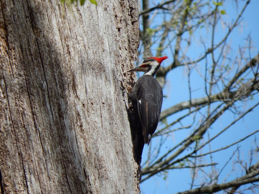 How to attract pileated woodpeckers to your bird feeder – PixCams, Inc.