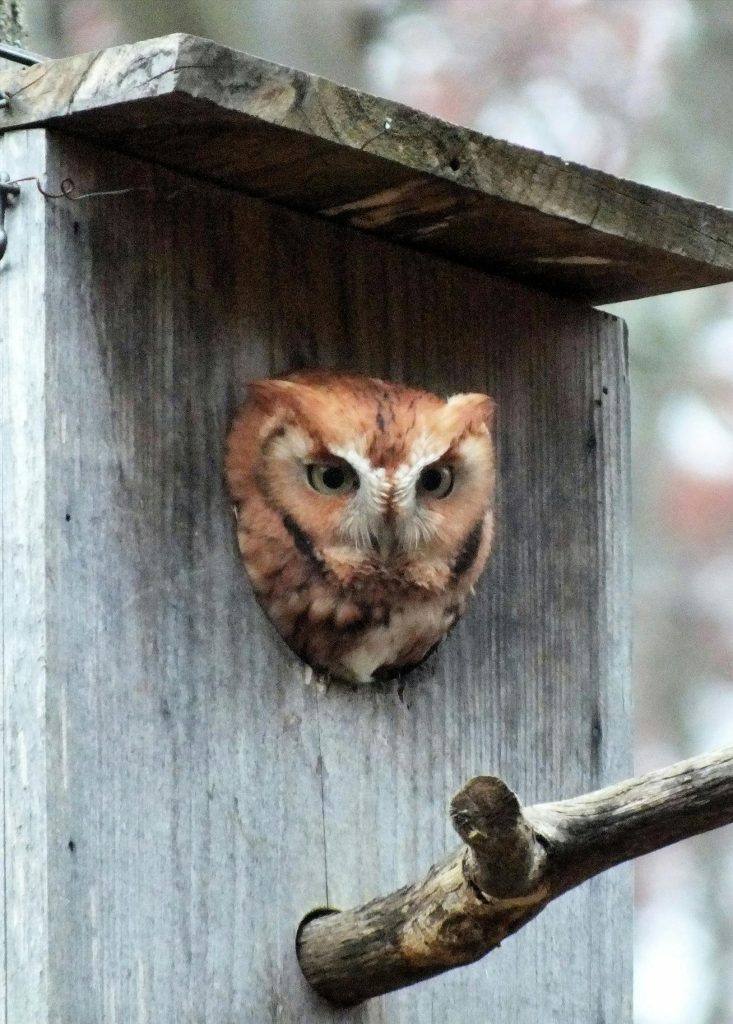 5 Tips for Attracting Eastern Screech Owls to your Backyard PixCams, Inc.