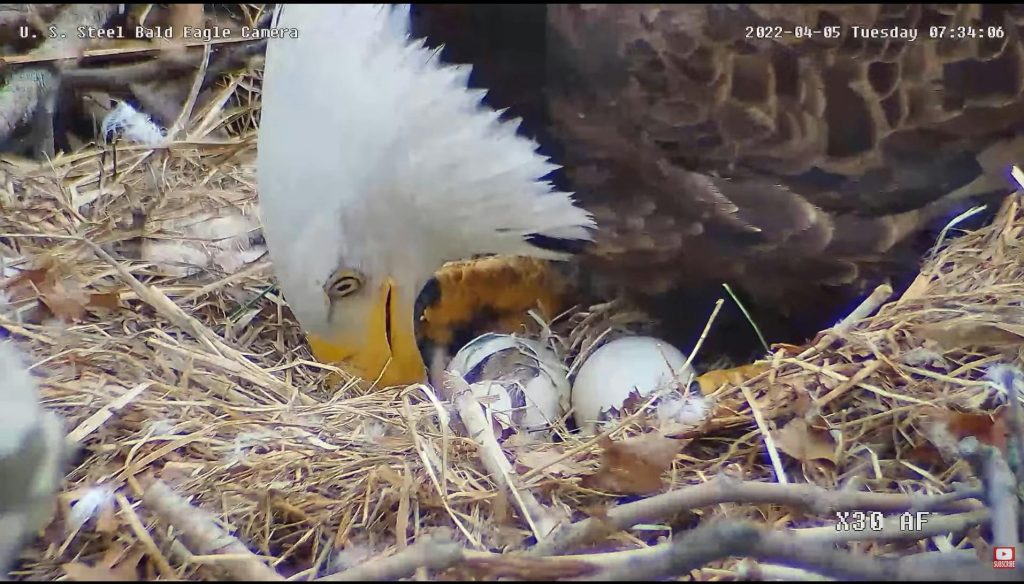 Bald Eagle Eggs Hatching Soon! PixCams, Inc.