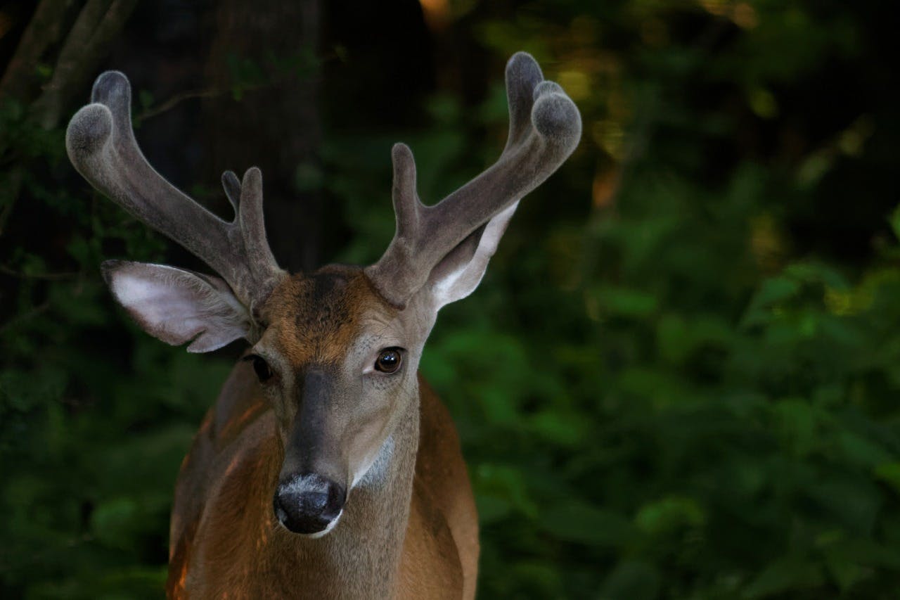 5 Proven Tip to Starting a Mineral Site for Whitetail Deer – PixCams, Inc.