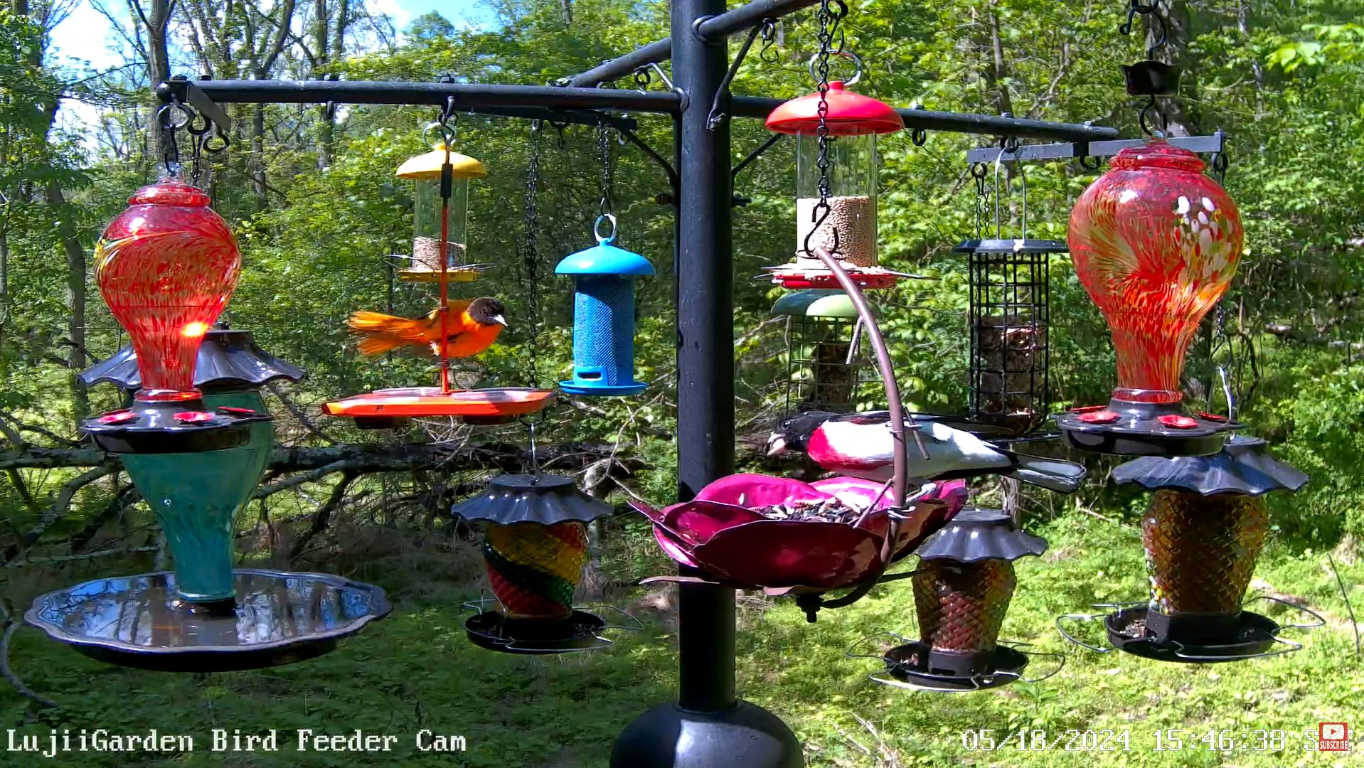 LUJII Window Bird Feeder