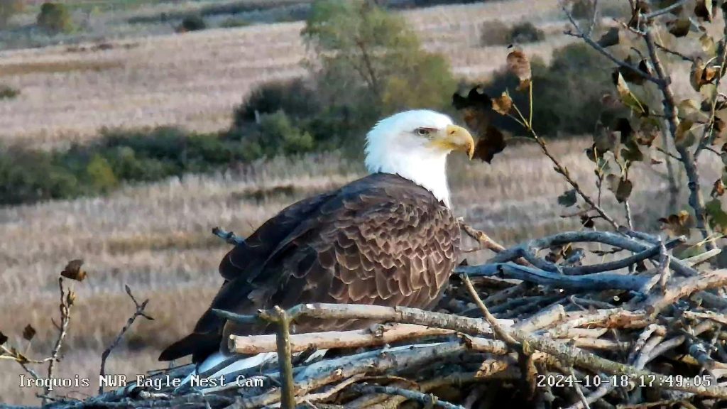Eagle-Eye's View of Nature: New Bald Eagle Camera at Iroquois NWR