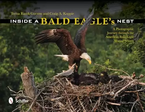 Inside a Bald Eagle's Nest: A Photographic Journey Through the American Bald Eagle Nesting Season