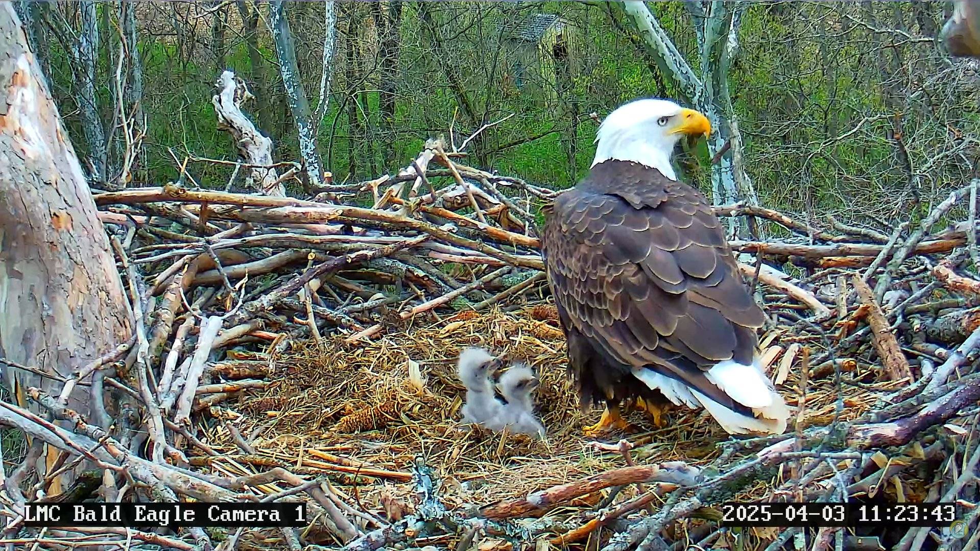 Eagle Cam Report: 3 Active Nests, 4 Growing Eaglets! – PixCams, Inc.